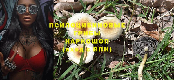 стаф Аркадак